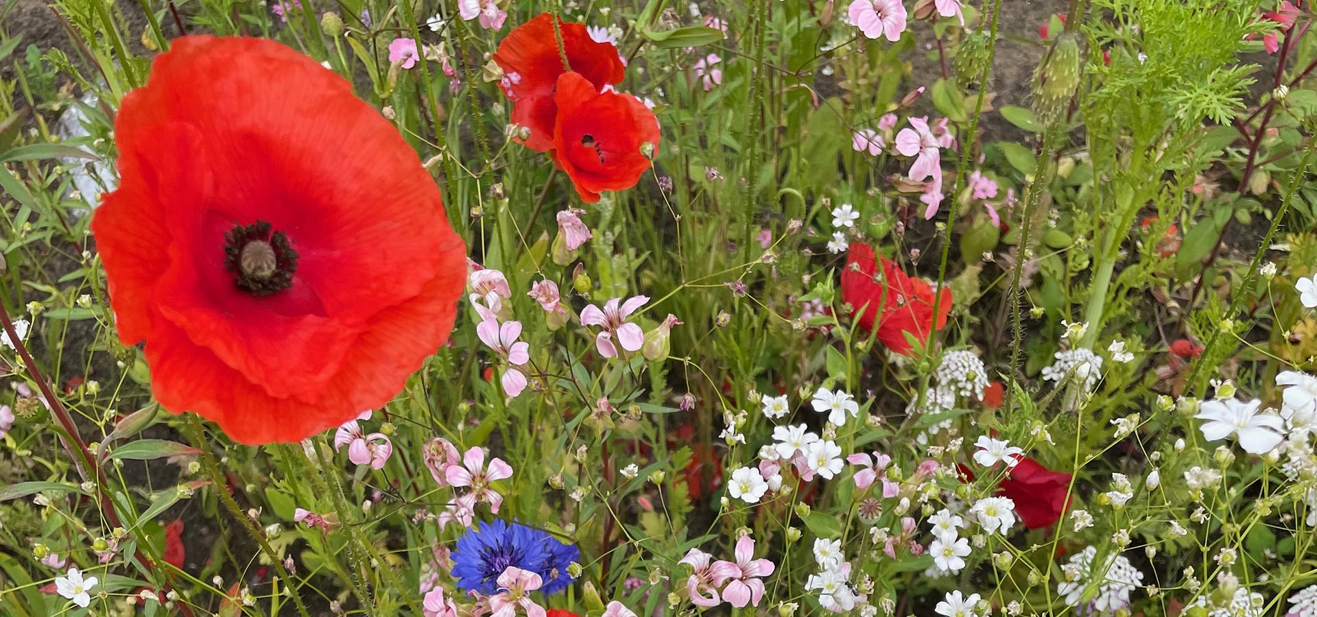 Biodiversitet forår