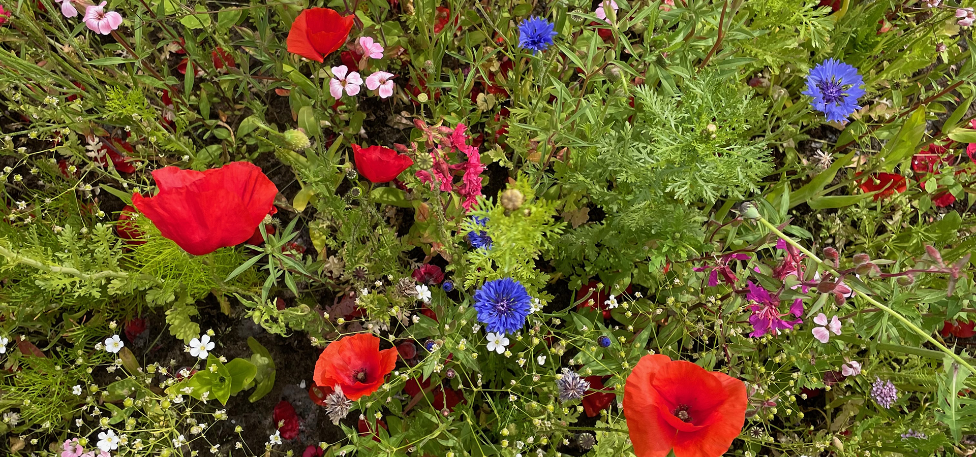 Biodiversitet efterår, sensommer