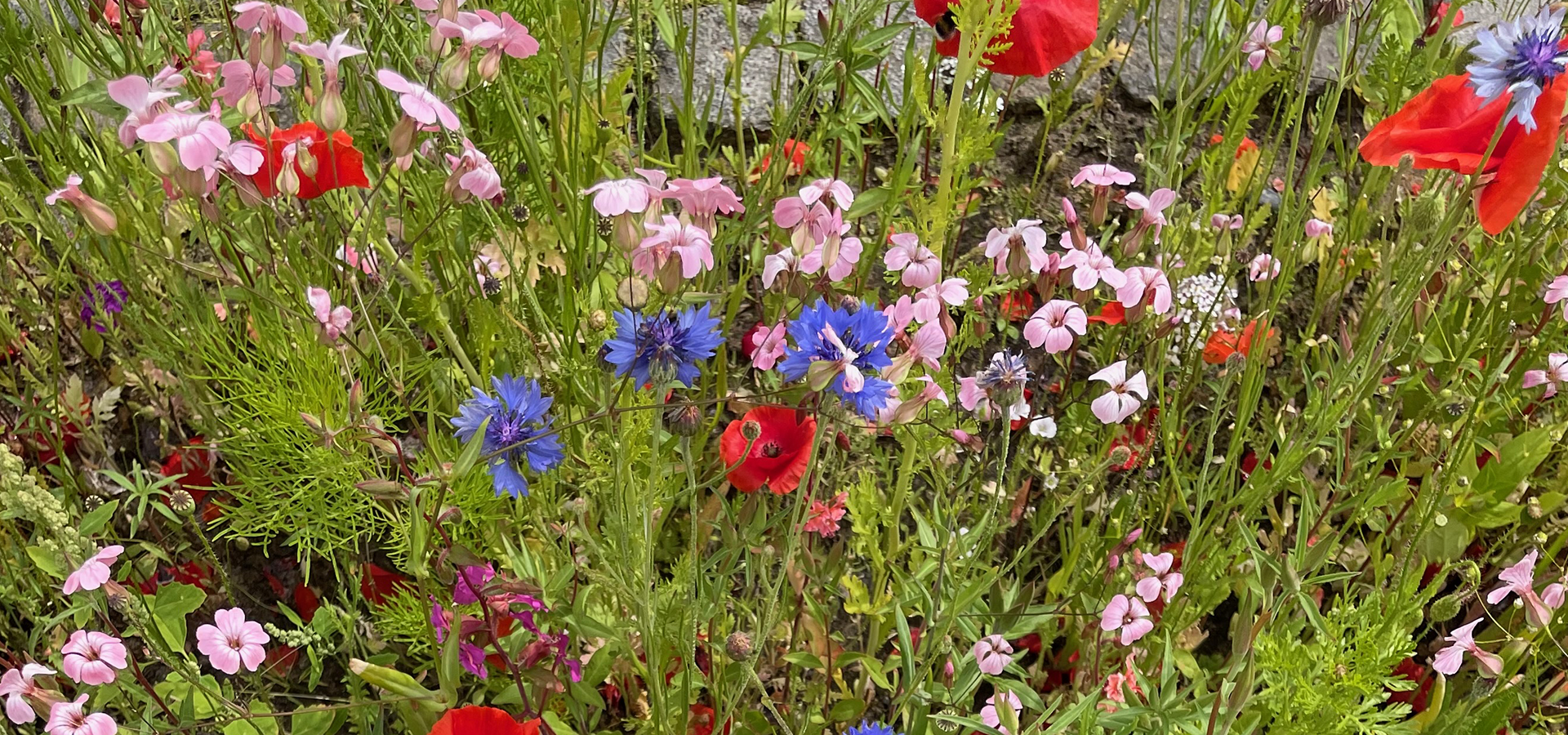 Biodiversitet efterår, sensommer