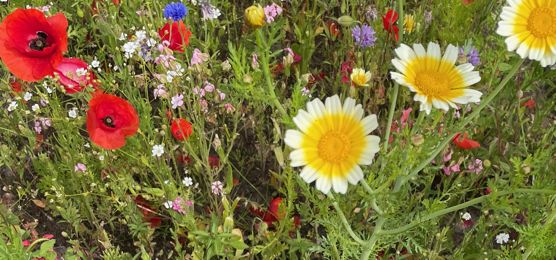 Biodiversitet efterår, sensommer