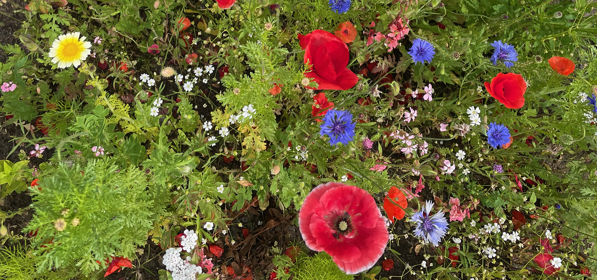 Biodiversitet efterår, sensommer