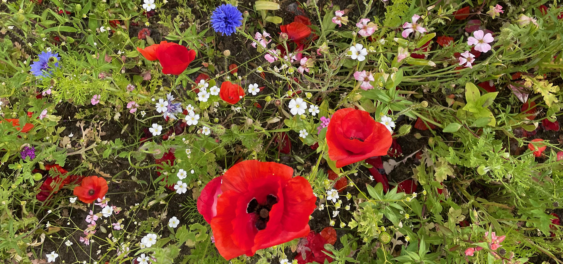 Biodiversitet efterår, sensommer