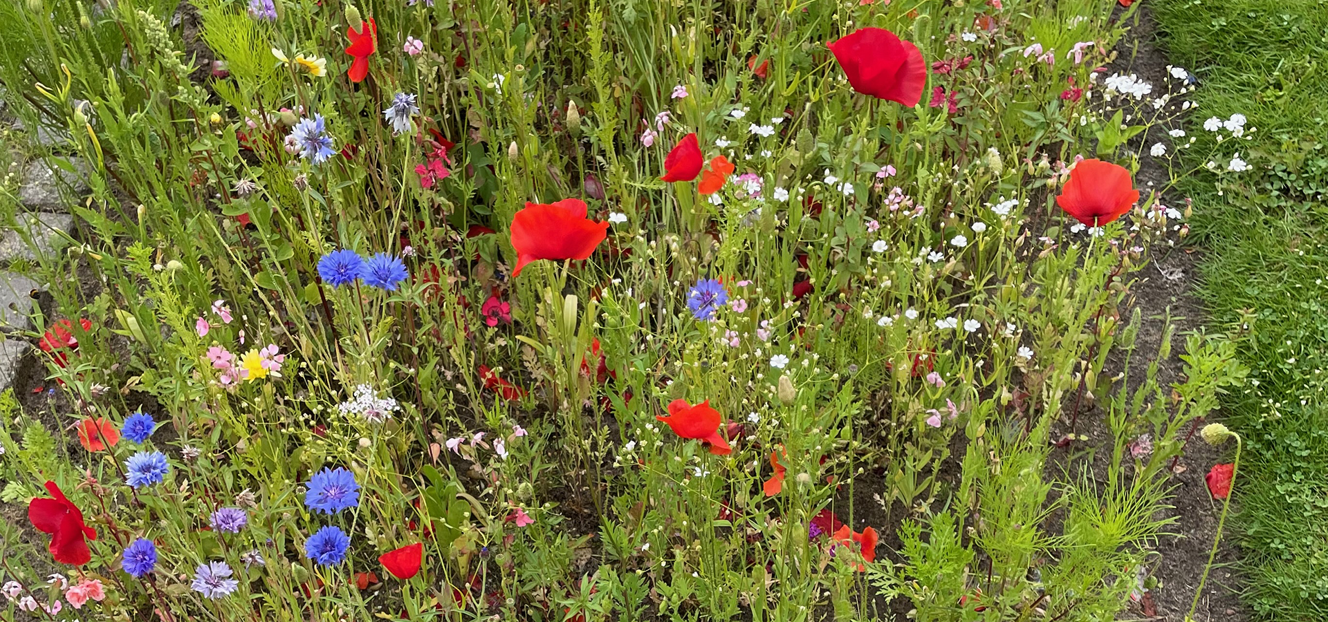 Biodiversitet forår