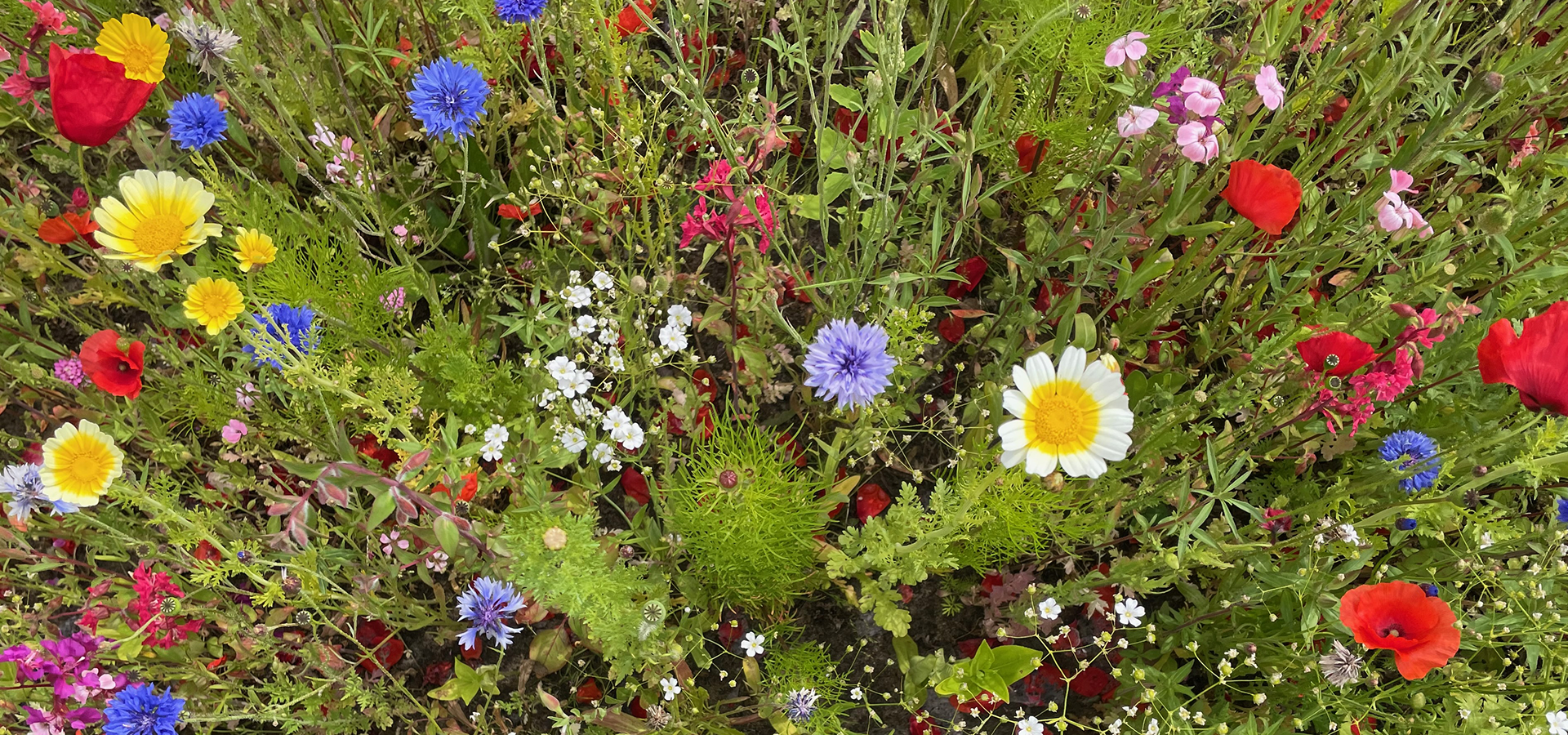 Biodiversitet efterår, sensommer