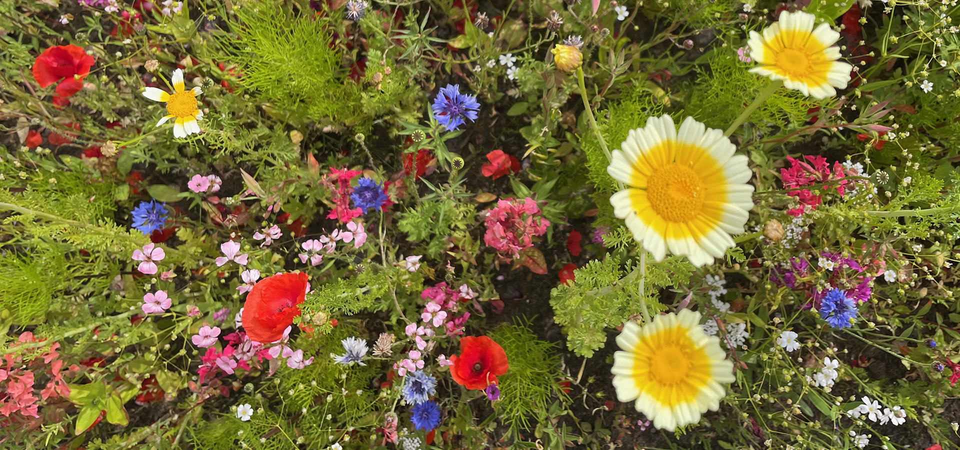 Biodiversitet efterår, sensommer