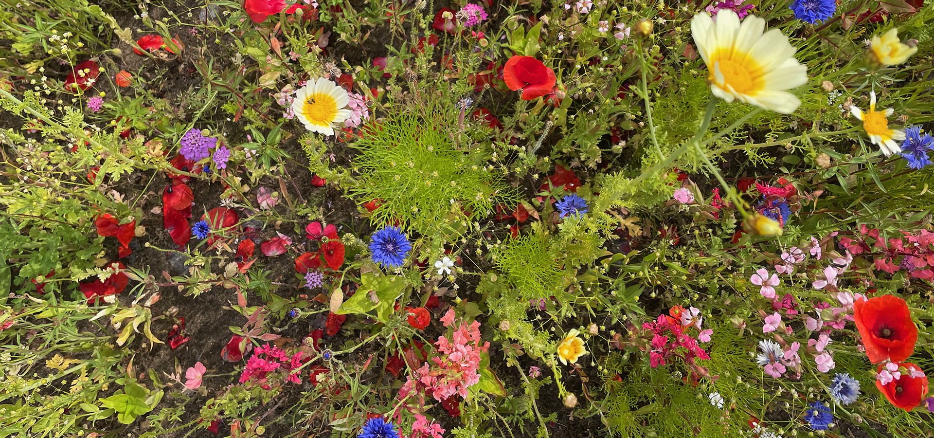 Biodiversitet forår, gøremål