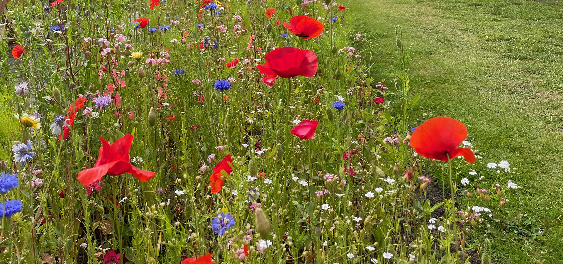 Biodiversitet forår, gøremål