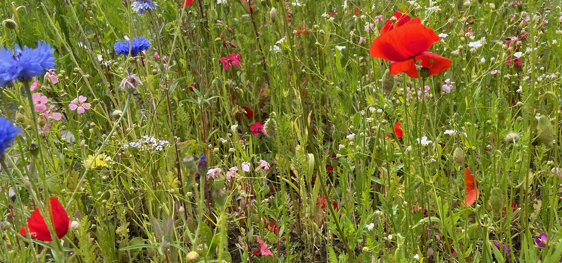 Biodiversitet forår, gøremål