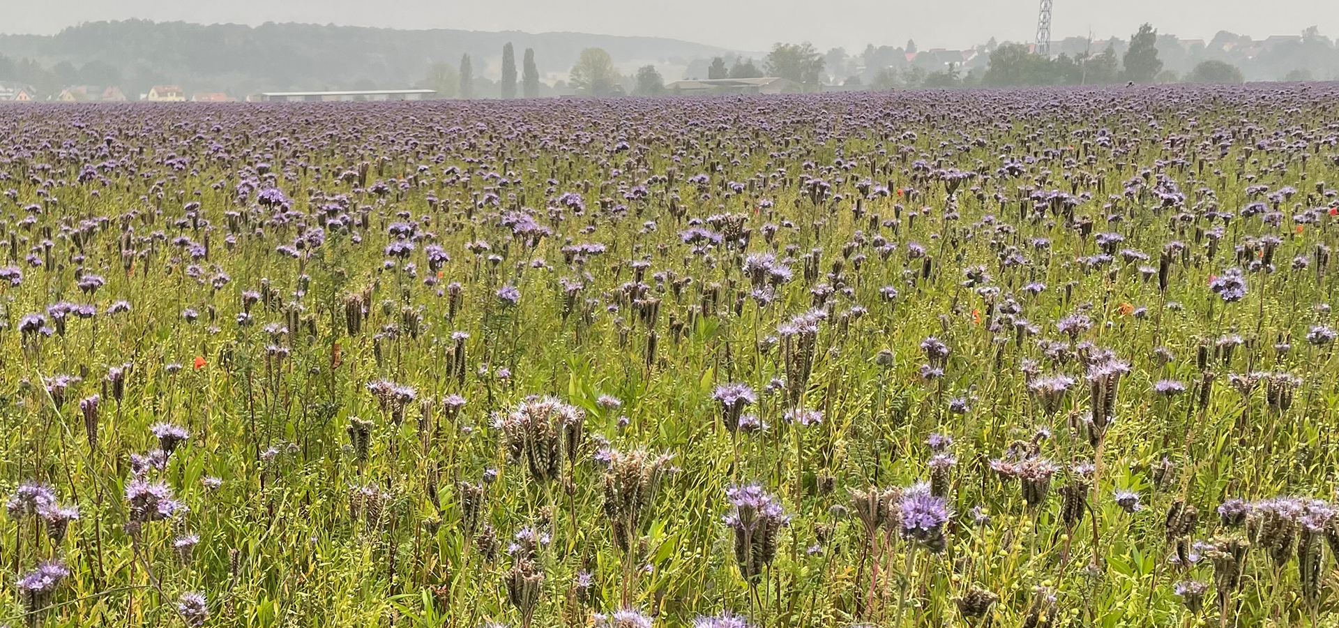 Biodiversitet, Vild med vilje