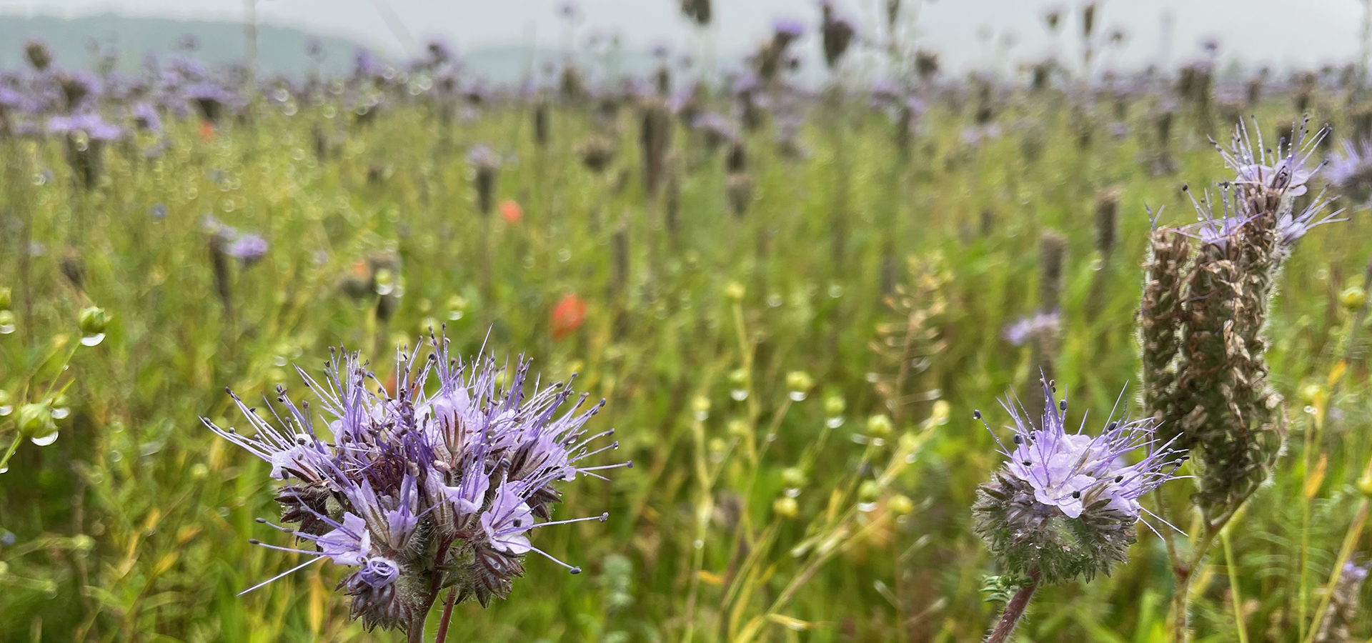 Biodiversitet, Vild med vilje