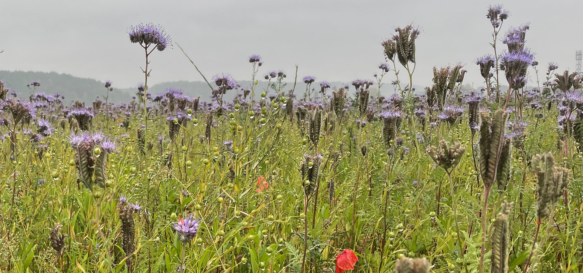 Biodiversitet, Vild med vilje