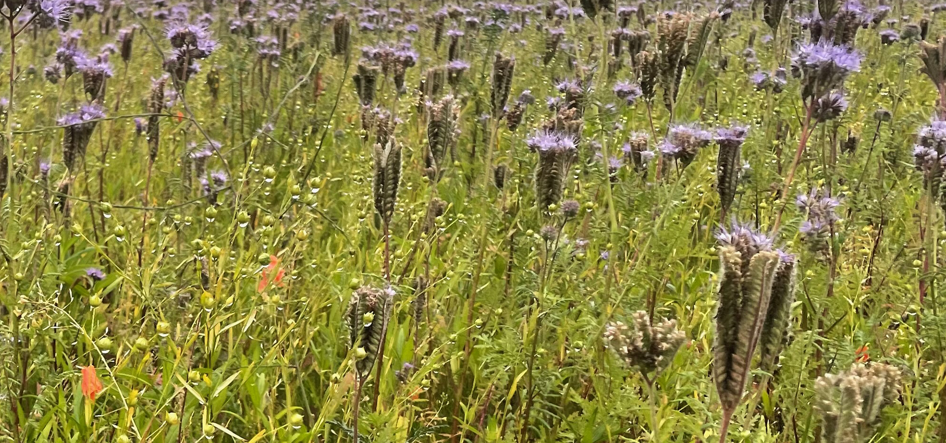 Biodiversitet, Vild med vilje