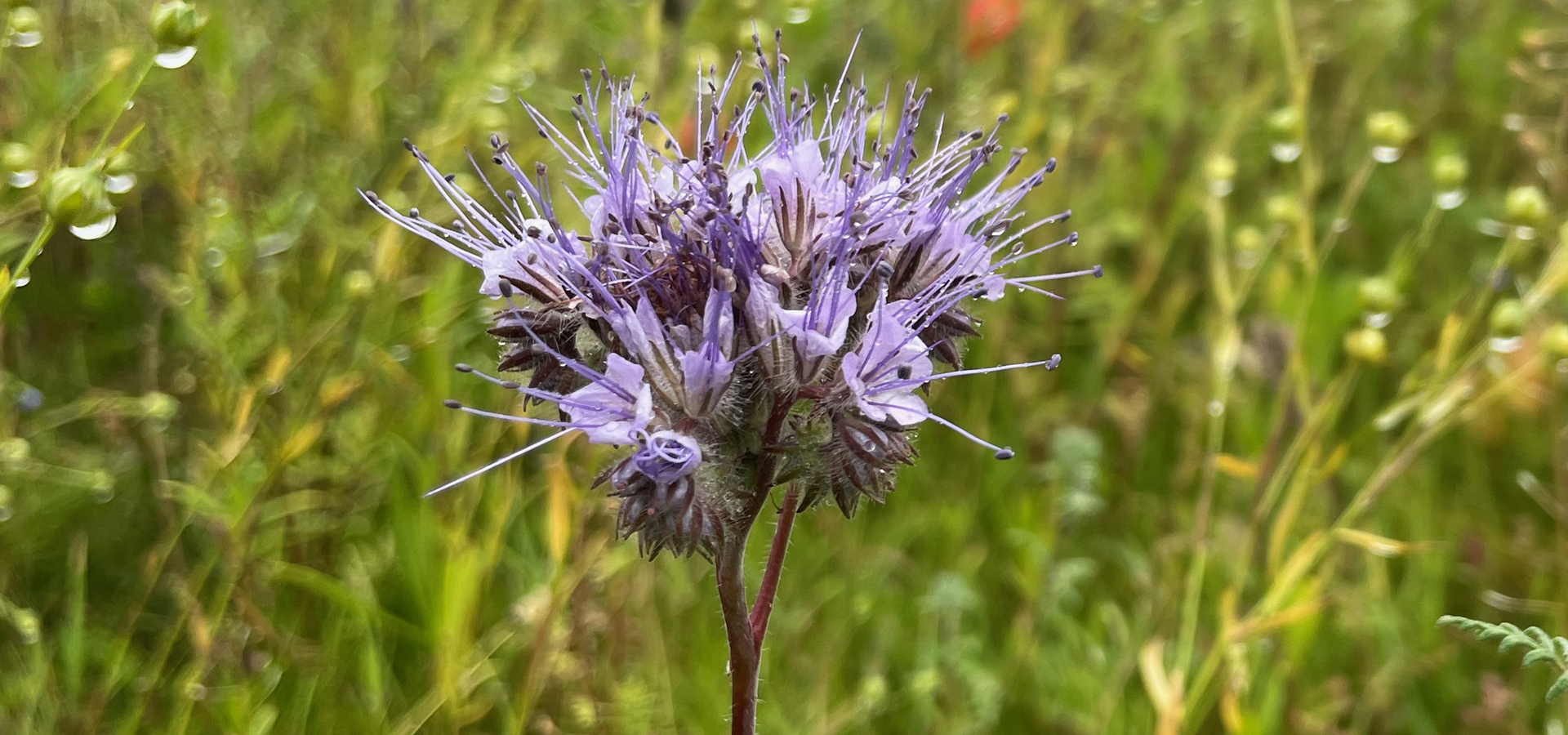 Biodiversitet, Vild med vilje