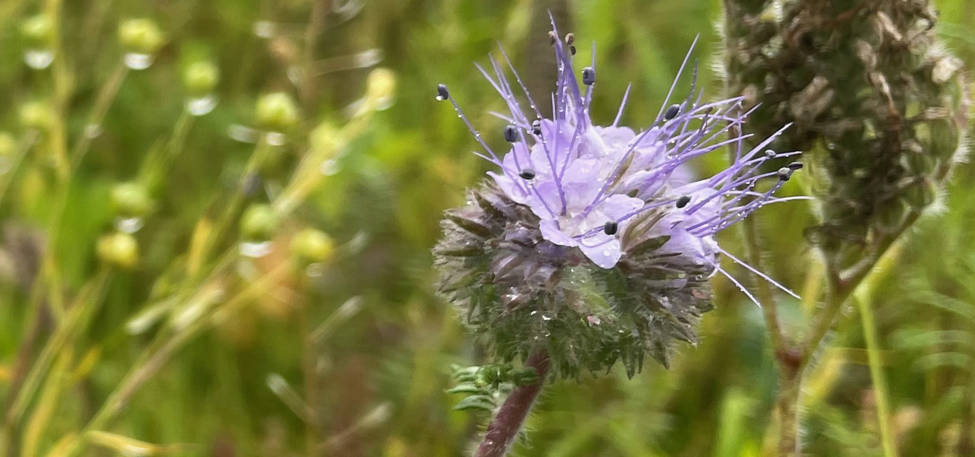 Biodiversitet, vild med vilje, den vilde have