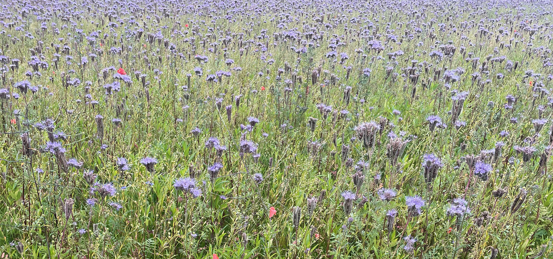 Biodiversitet, vild med vilje, den vilde have