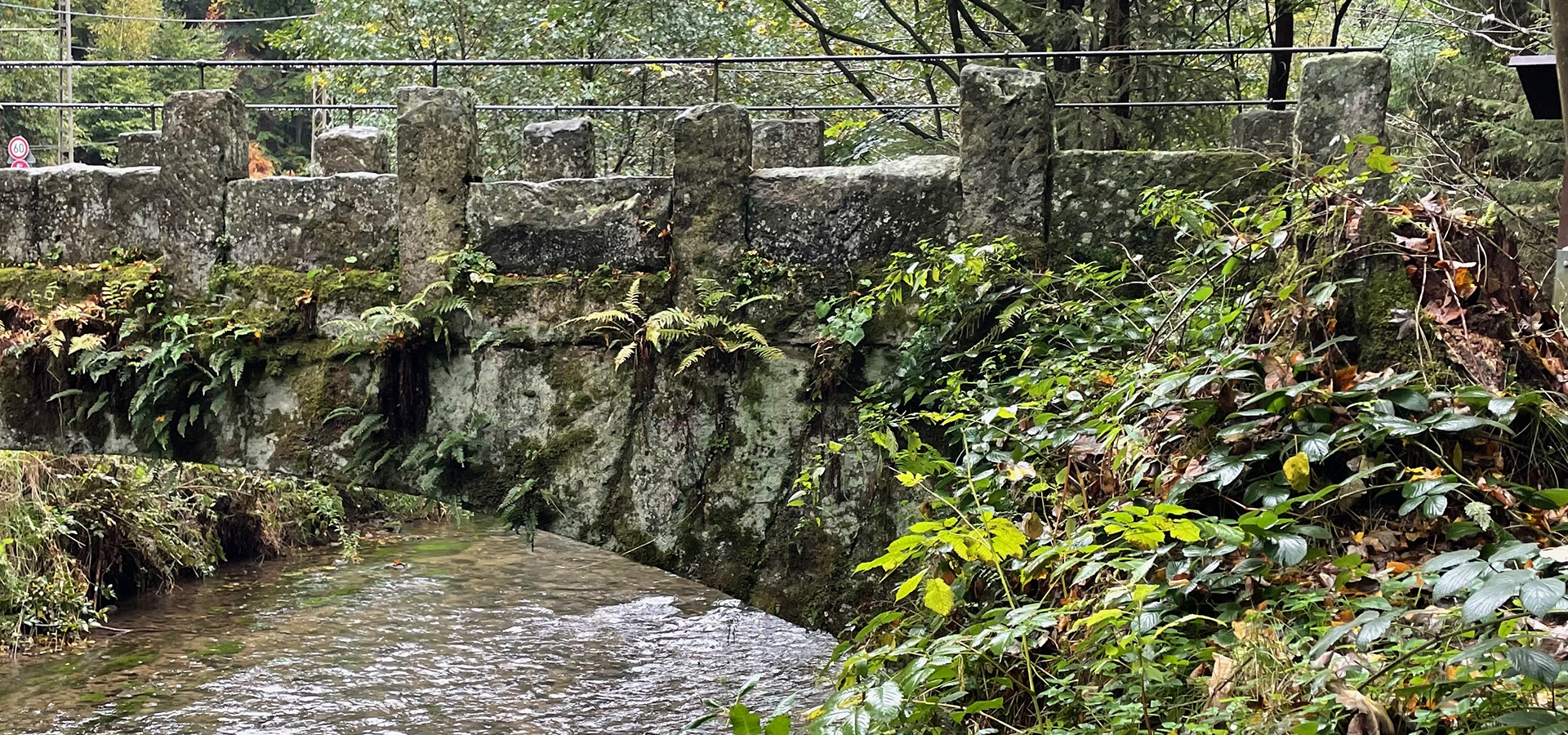 Biodiversitet efterår, sensommer