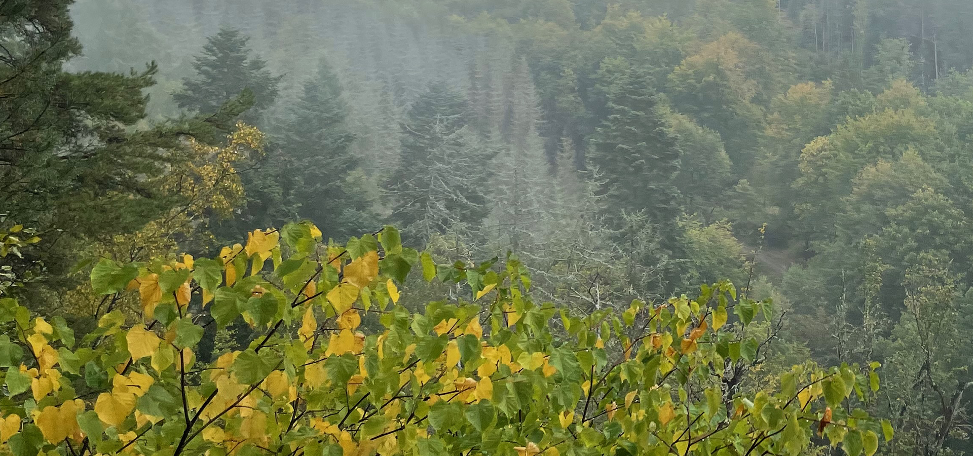 Biodiversitet efterår, sensommer