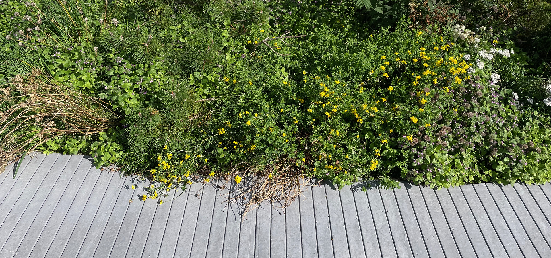 Udpine jord, biodiversitet, næringsfattig jord