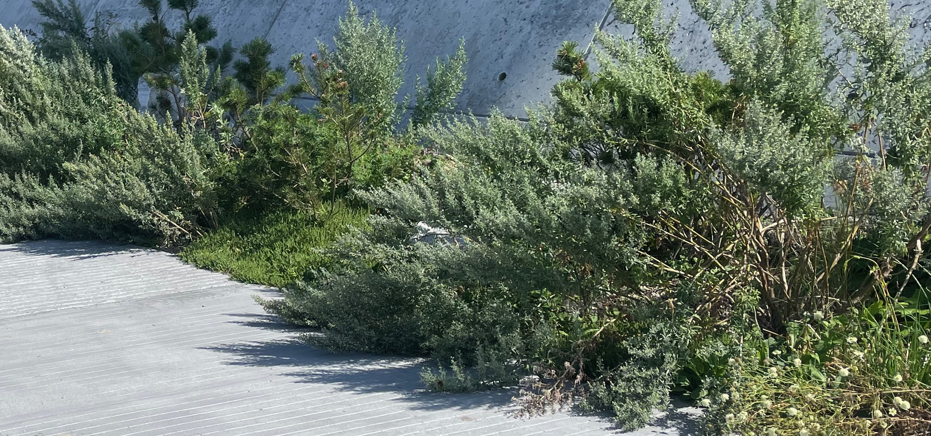 Udpine jord, biodiversitet, næringsfattig jord