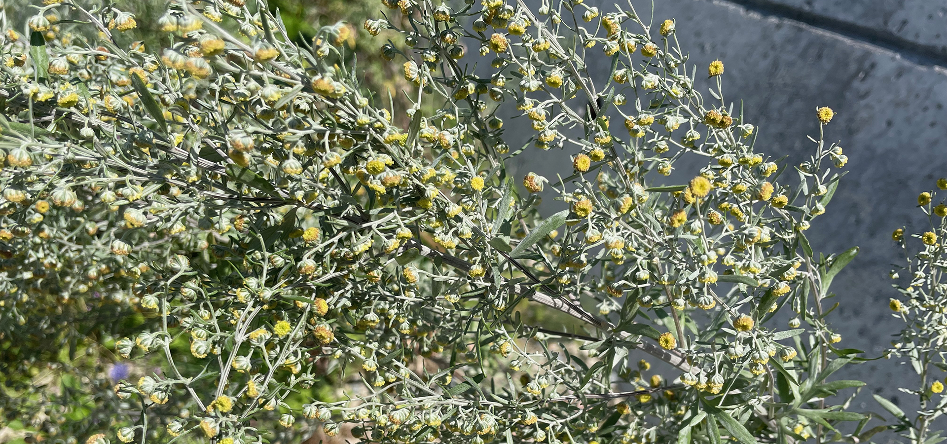 Udpine jord, biodiversitet, næringsfattig jord