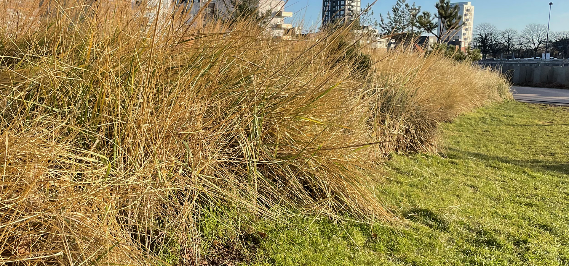 Biodiversitet, differentieret græsslåning