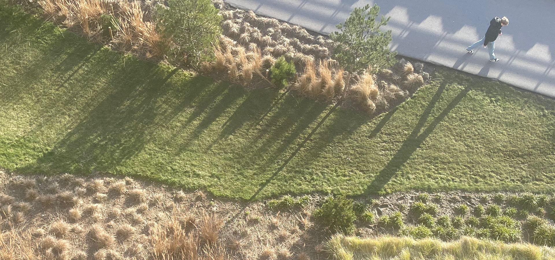 Biodiversitet, fjerne græs, skrælle græsplæne