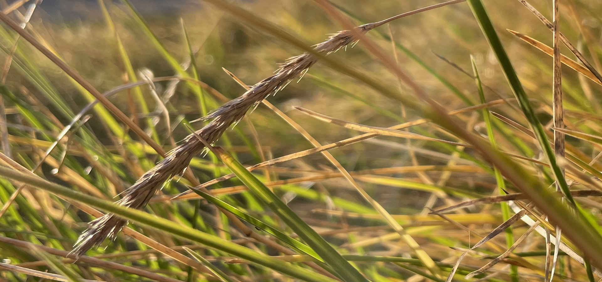 Biodiversitet, fjerne græs, skrælle græsplæne