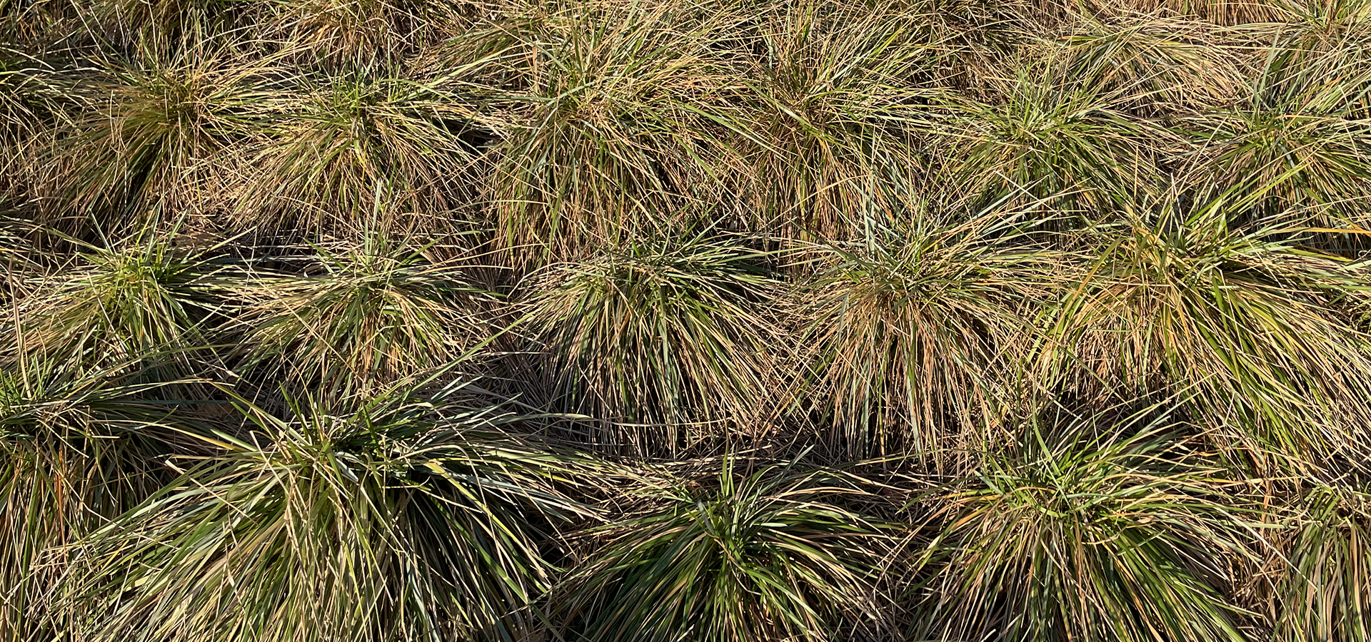 Biodiversitet, fjerne græs, skrælle græsplæne