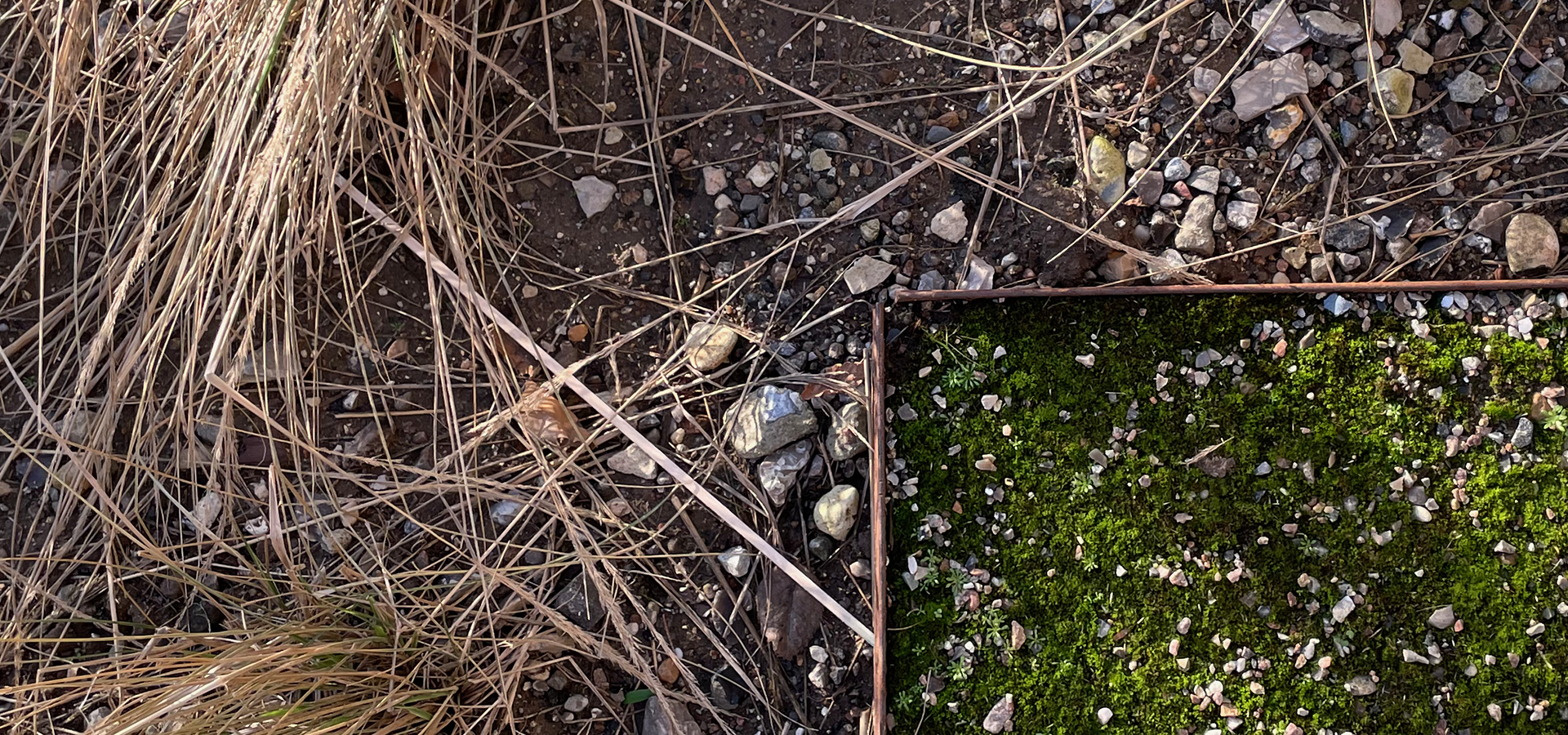 Biodiversitet, fjerne græs, skrælle græsplæne