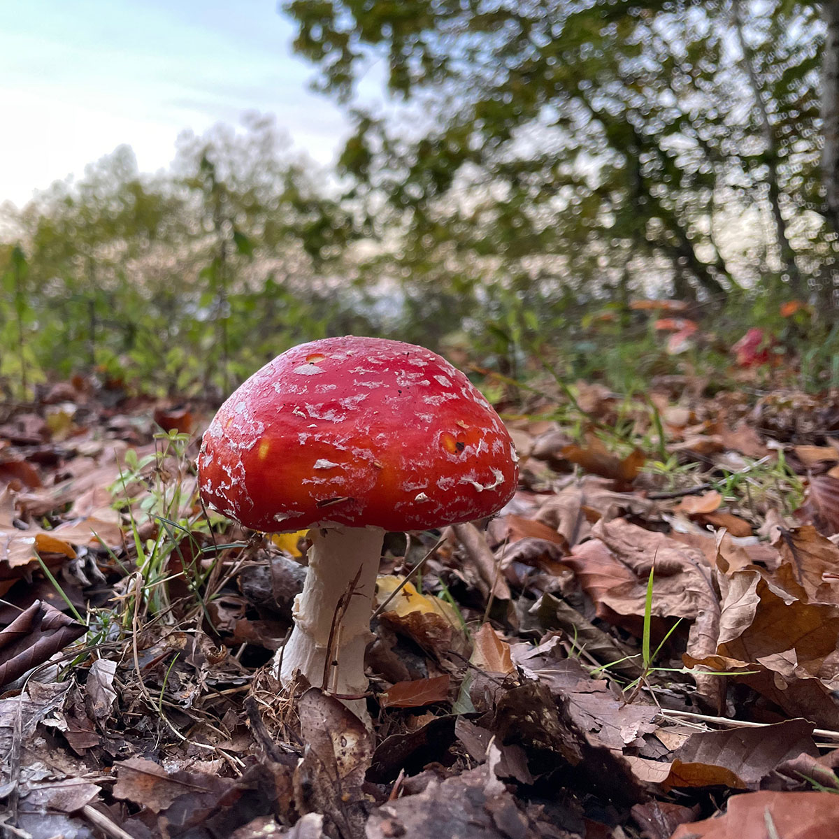 Biodiversitet, ukrudt, svampe