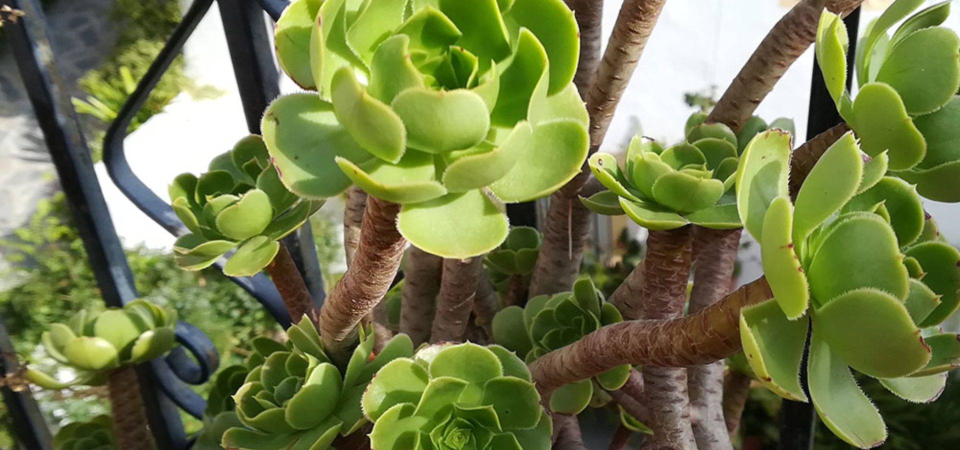 Biodiversitet, Vild med vilje, beskæring