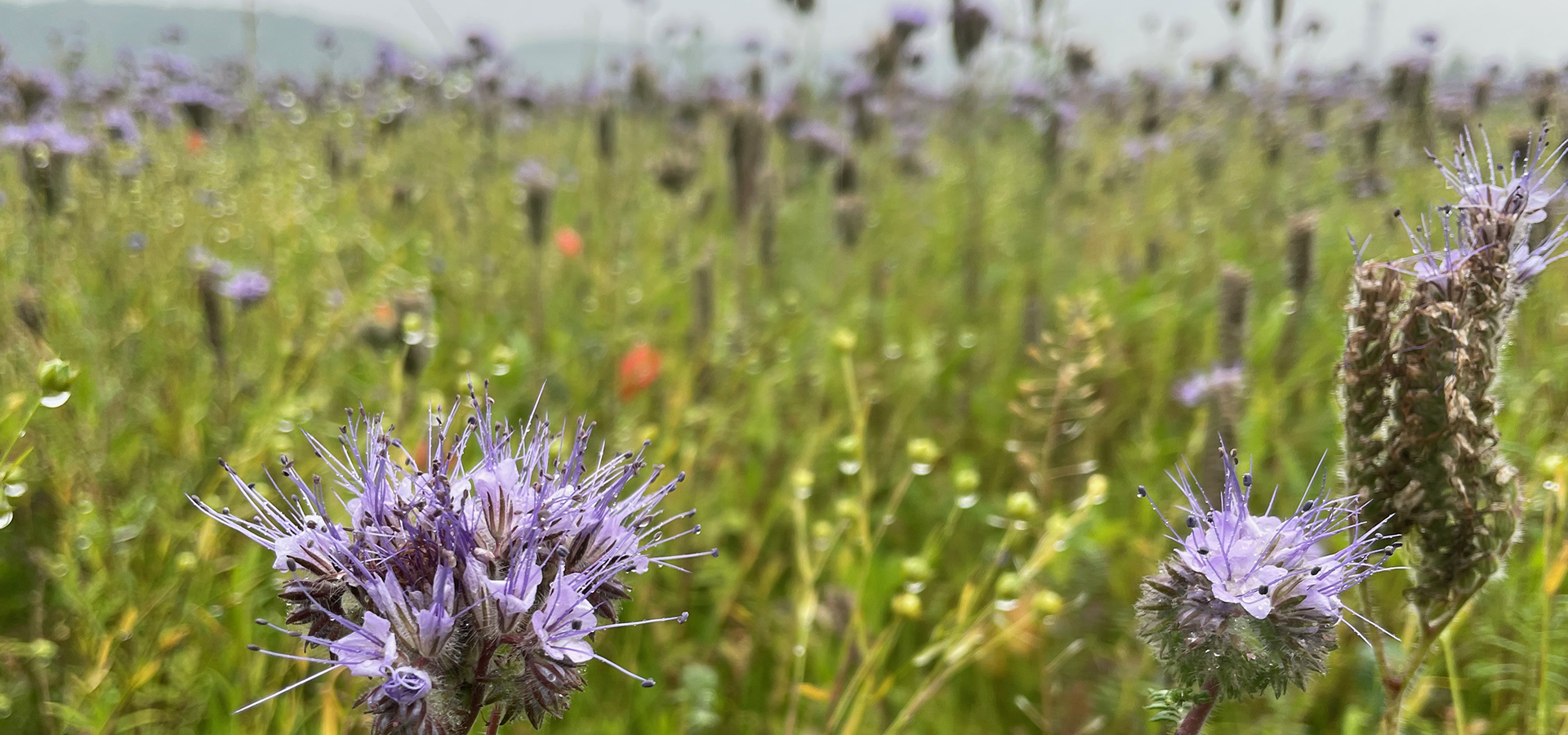 Biodiversitet, vild med vilje, den vilde have