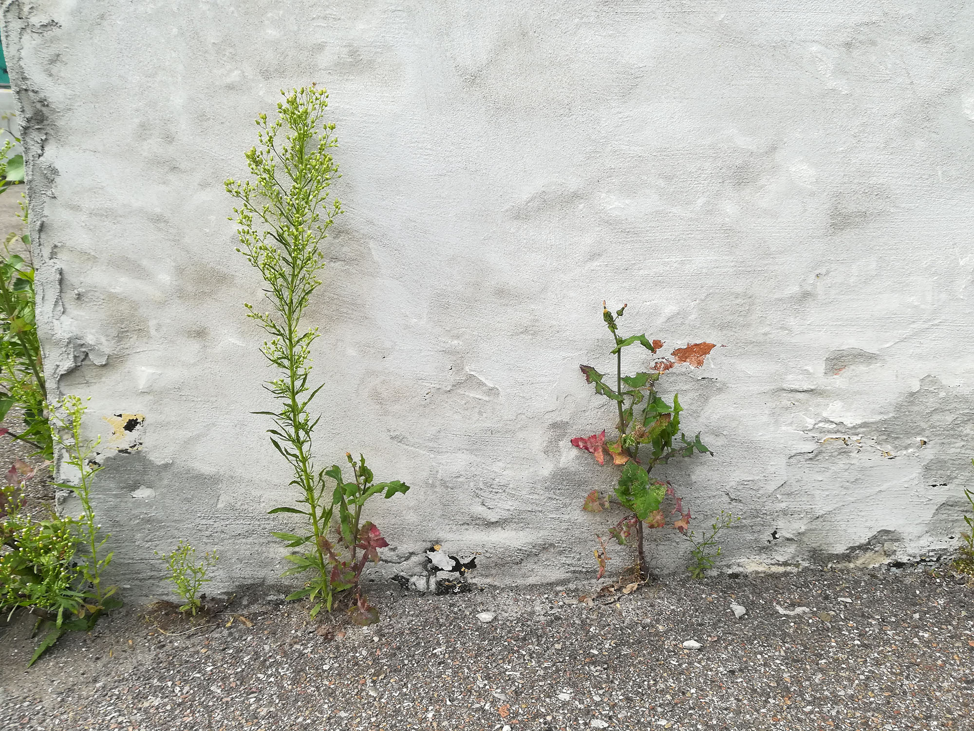 Biodiversitet, den vilde have, vild med vilje, Bliv ven med dit ukrudt