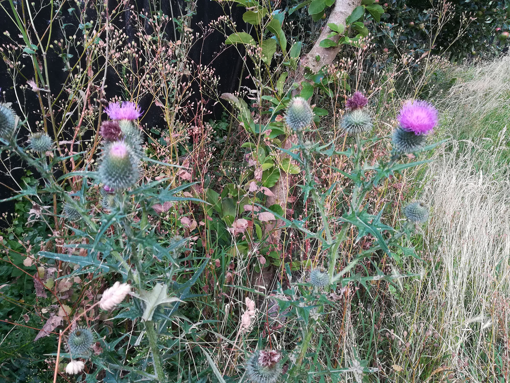 Biodiversitet, den vilde have, vild med vilje, frie, frø,