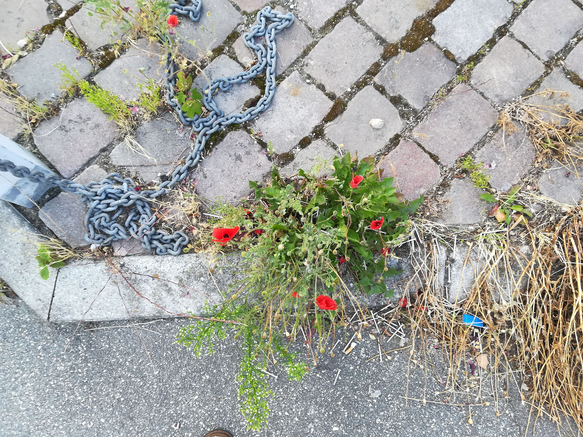 Biodiversitet, den vilde have, vild med vilje, Bliv ven med dit ukrudt