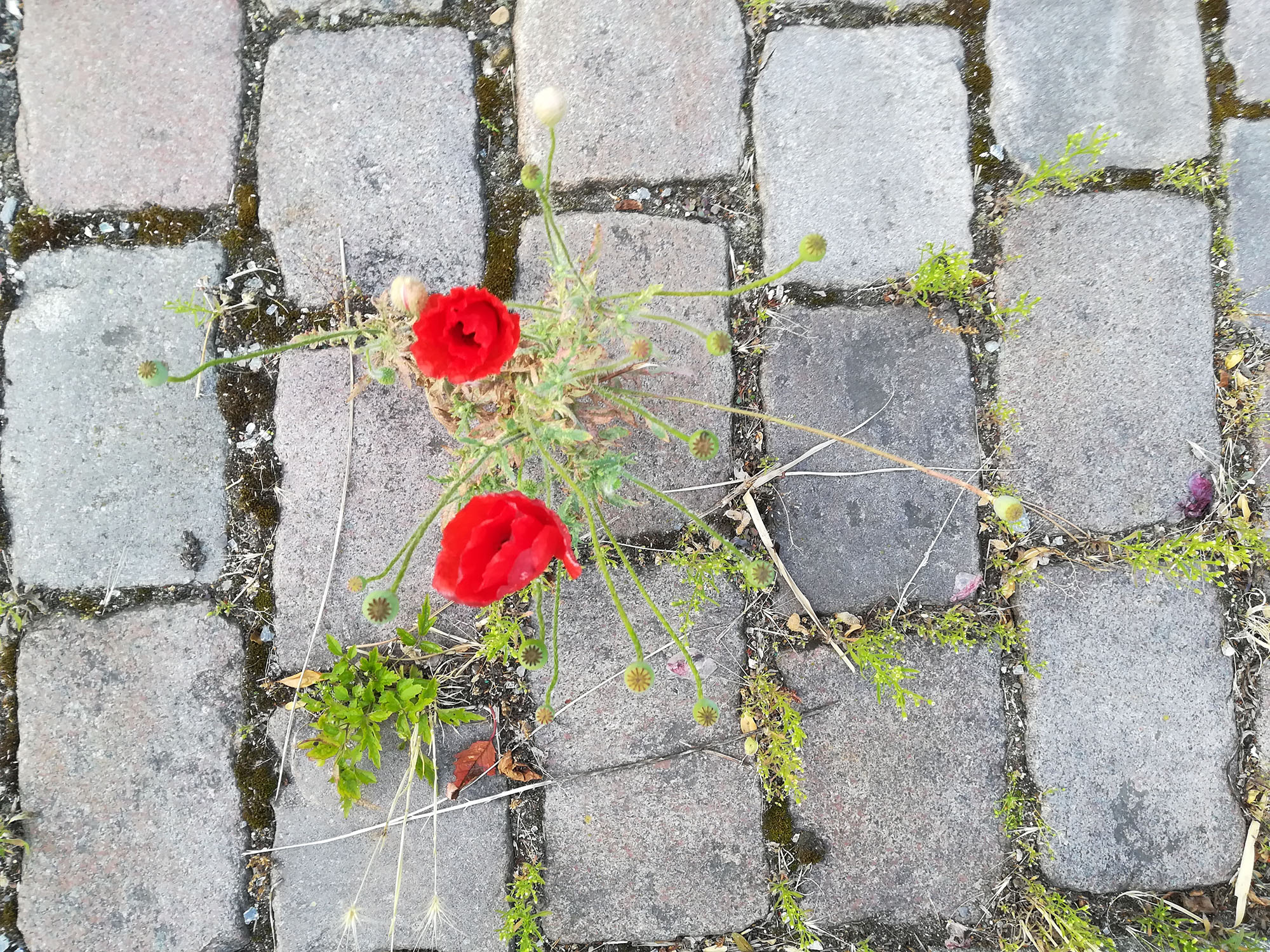 Biodiversitet, den vilde have, vild med vilje, Bliv ven med dit ukrudt