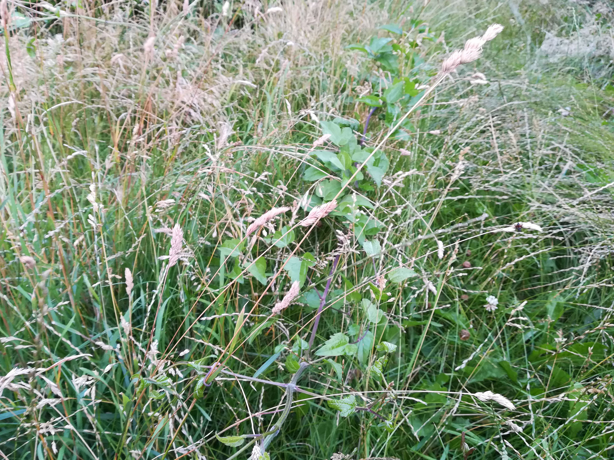 Biodiversitet, den vilde have, vild med vilje, Bliv ven med dit ukrudt