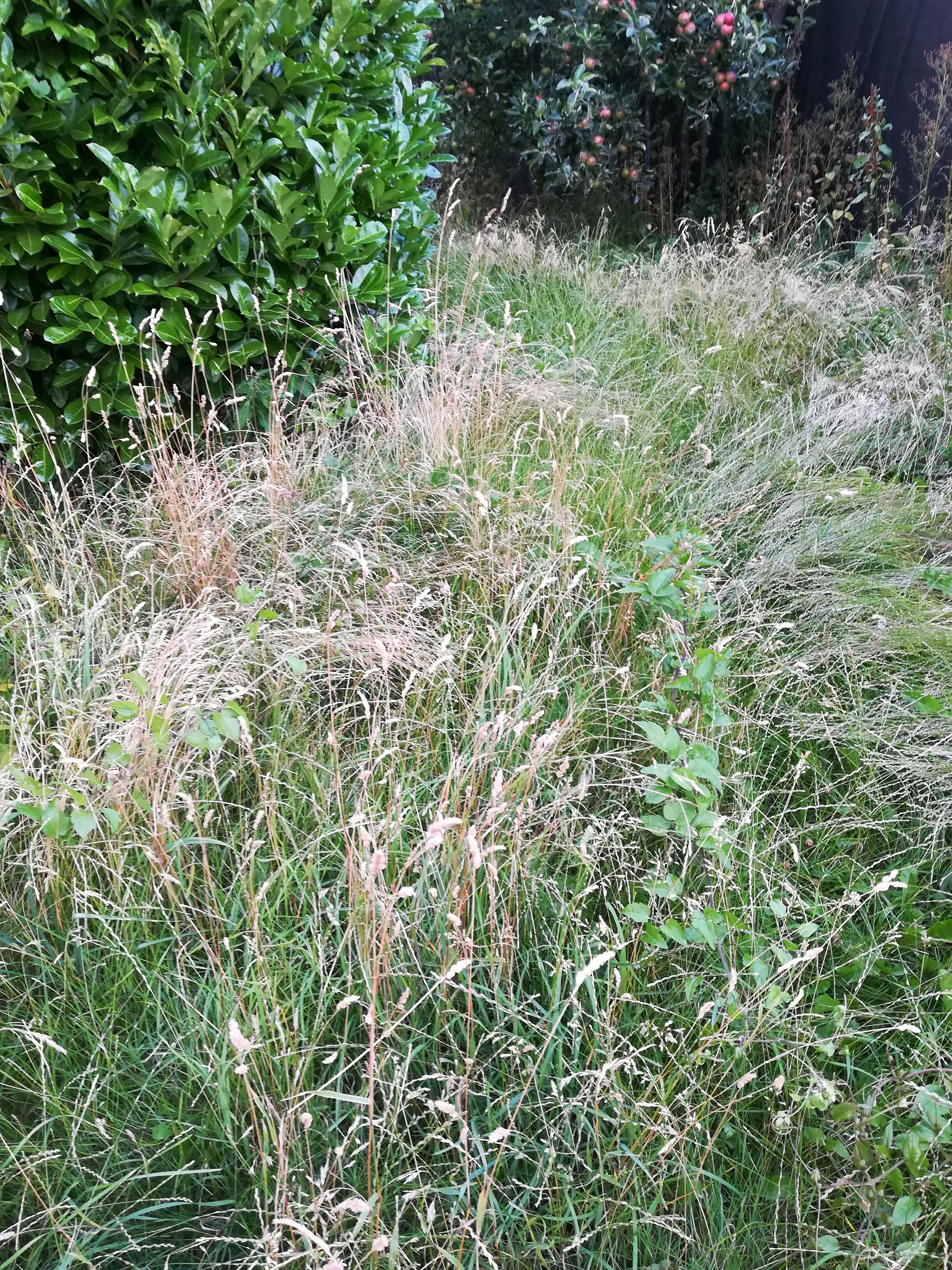 Biodiversitet, den vilde have, vild med vilje, Bliv ven med dit ukrudt