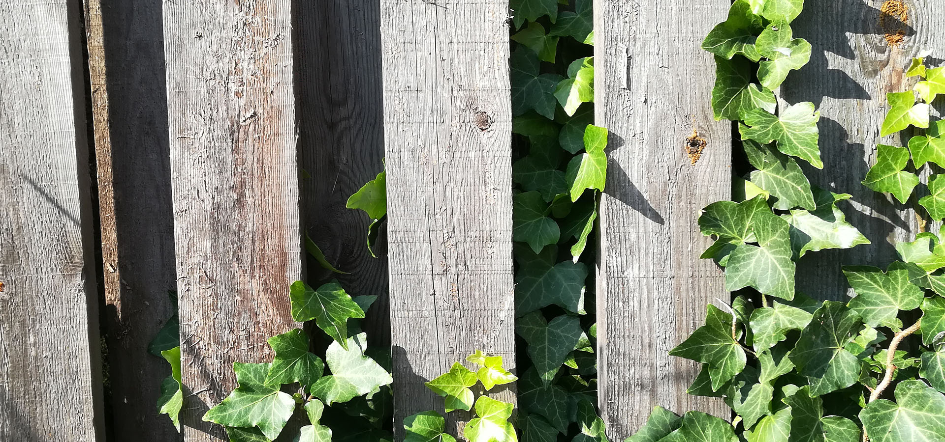 Ukrudt og biodiversitet