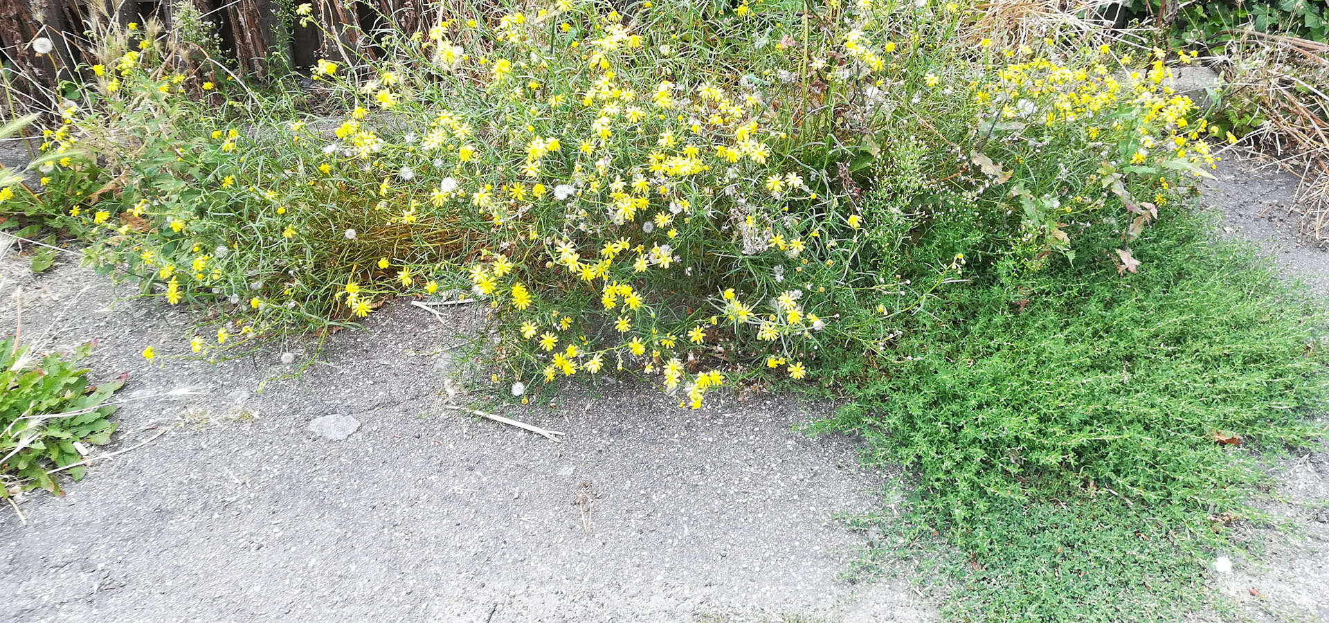 Ukrudt og biodiversitet