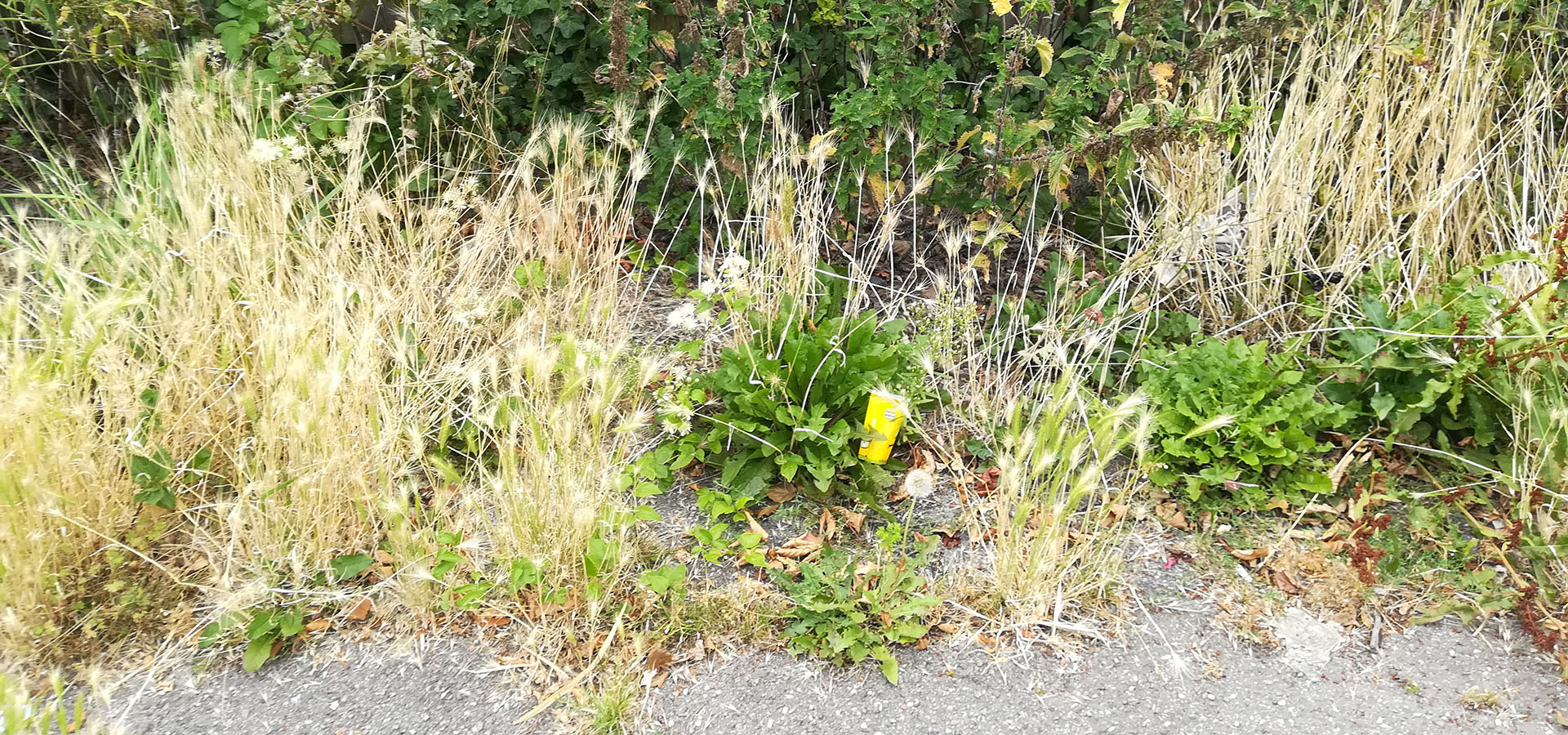 Ukrudt og biodiversitet