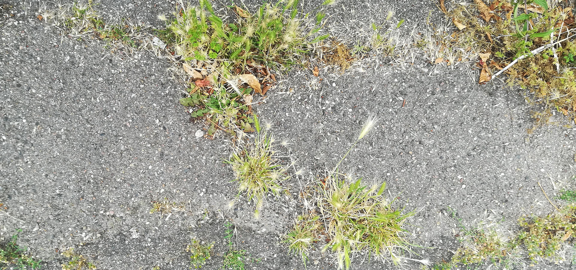 Ukrudt og biodiversitet