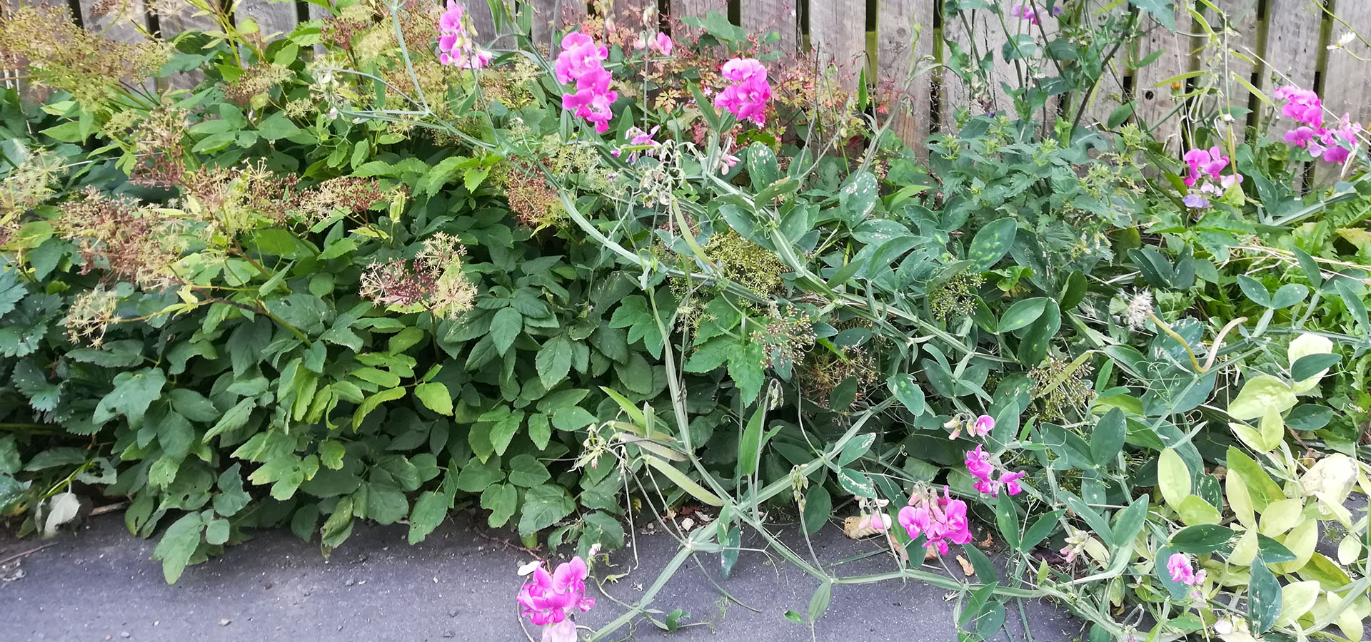 Ukrudt og biodiversitet