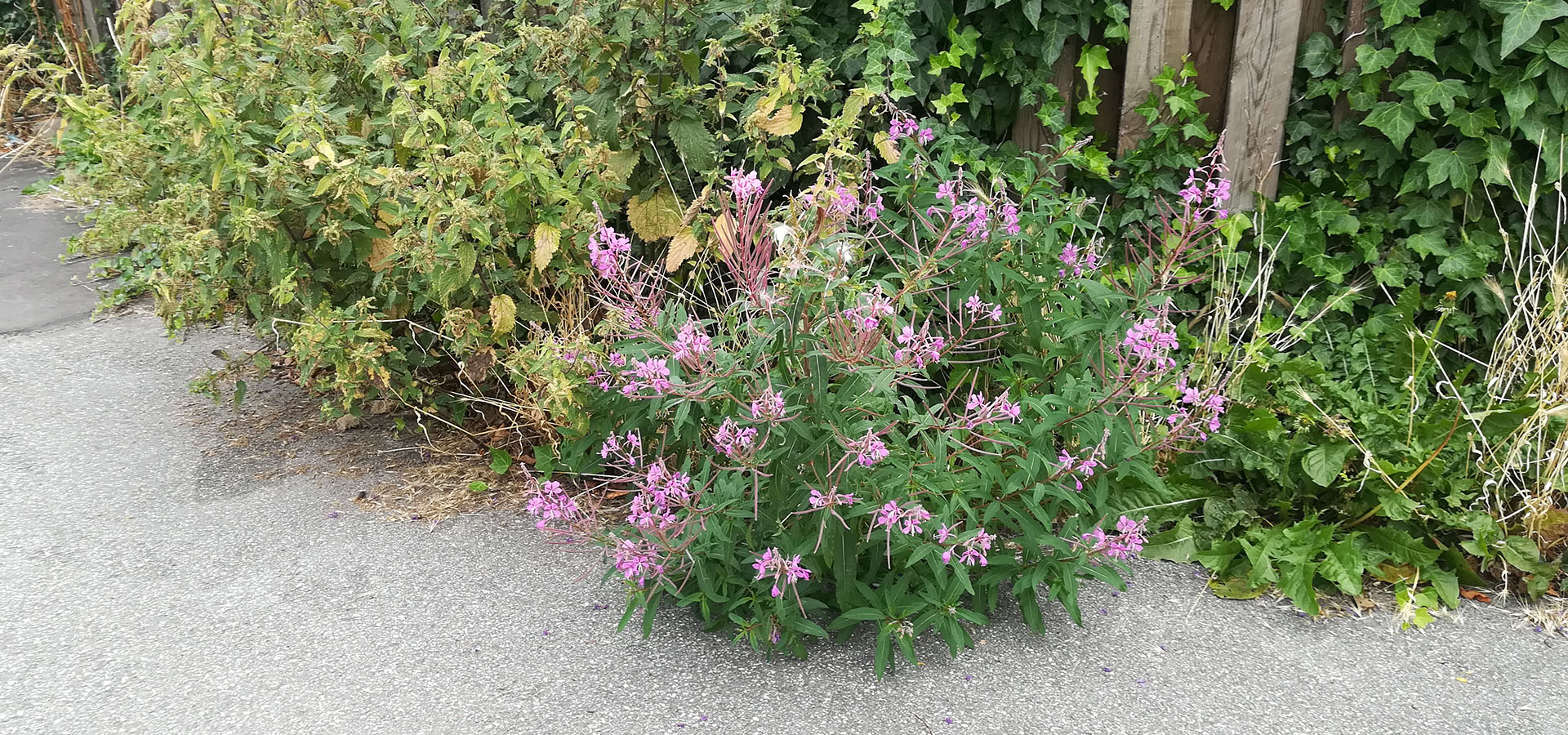 Ukrudt og biodiversitet