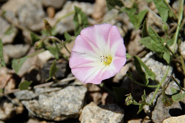 Ukrudt Agerstedmoderblomst