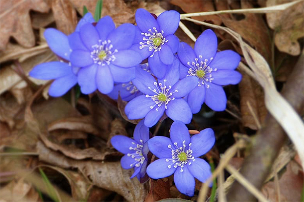 Ukrudt anemone