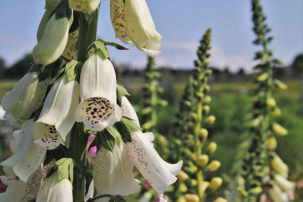 Ukrudt Digitalis