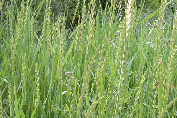 Agropyron repens